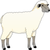 Wooly Sheep Clip Art